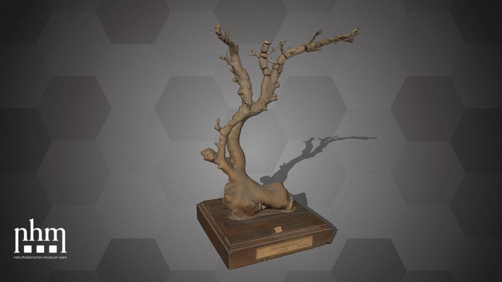 Bamboo coral (NHMW-ZOO-EV-0008159)