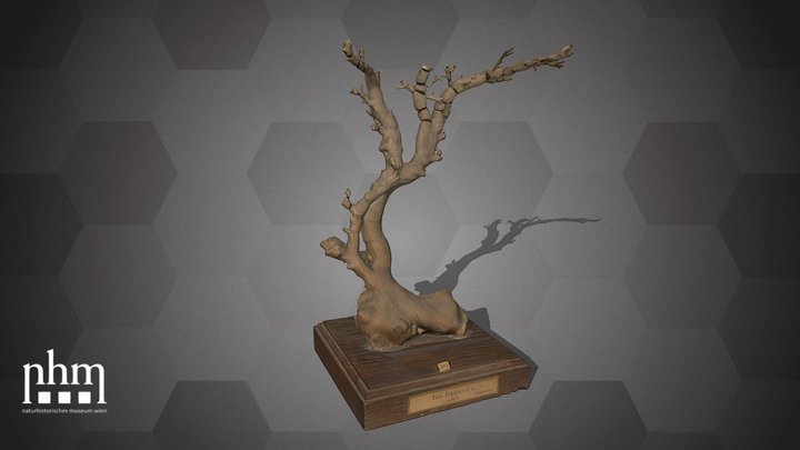 Bamboo coral (NHMW-ZOO-EV-0008159) – Gratis 3D-model STL