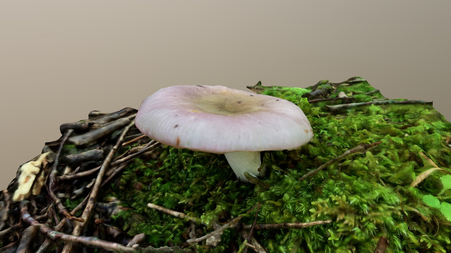 Russula cyanoxantha （カワリハツ）