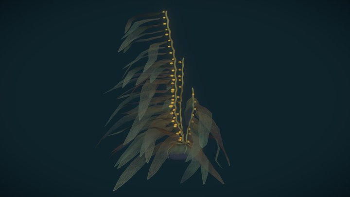 Kelp with animation 3D Model
