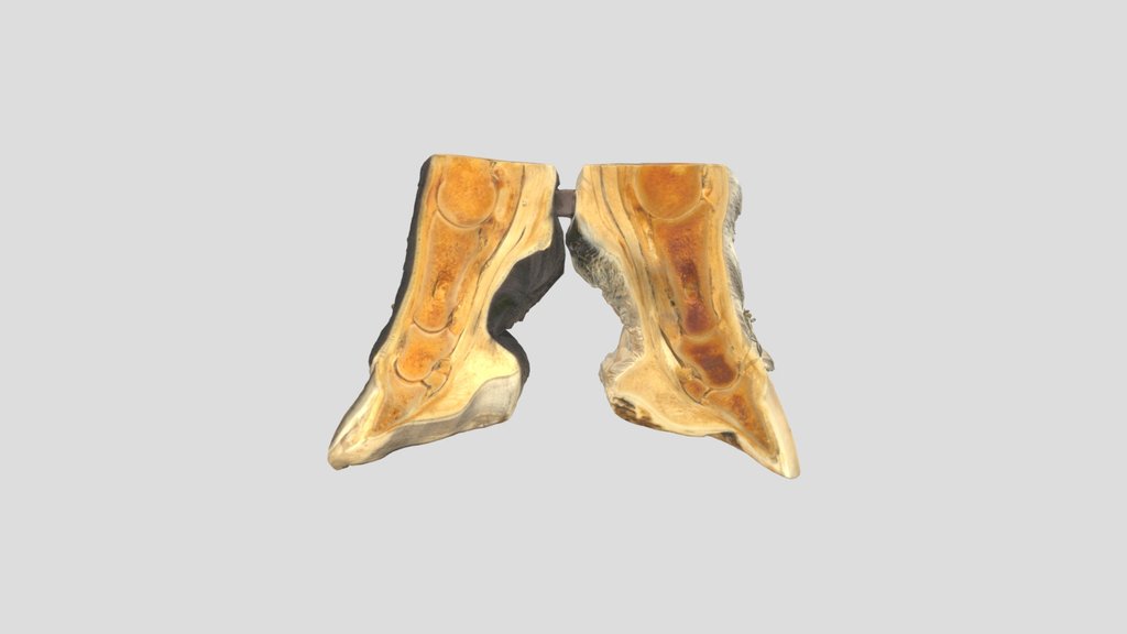 Laminitis Leg Comparison