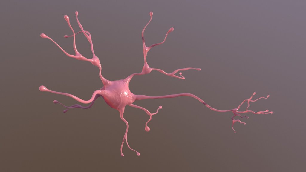 neuron - A 3D model collection by tkkjee 🪲 (@tkkjee) - Sketchfab