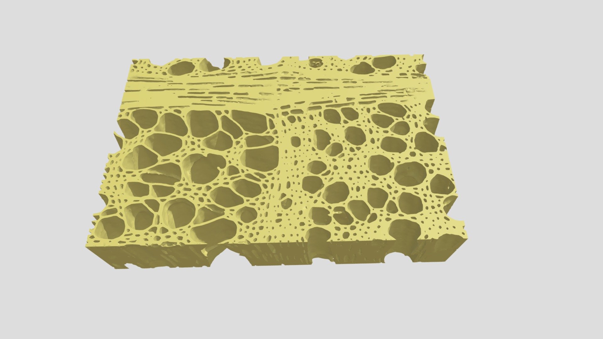 European beech: Wood at the growth-ring boundary — Sketchfab embed 3D viewer