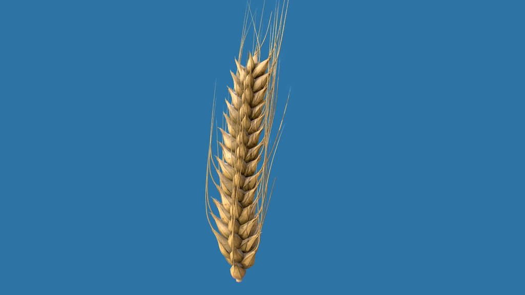 wheat-download-free-3d-model-by-digitalflow-22fc307-sketchfab