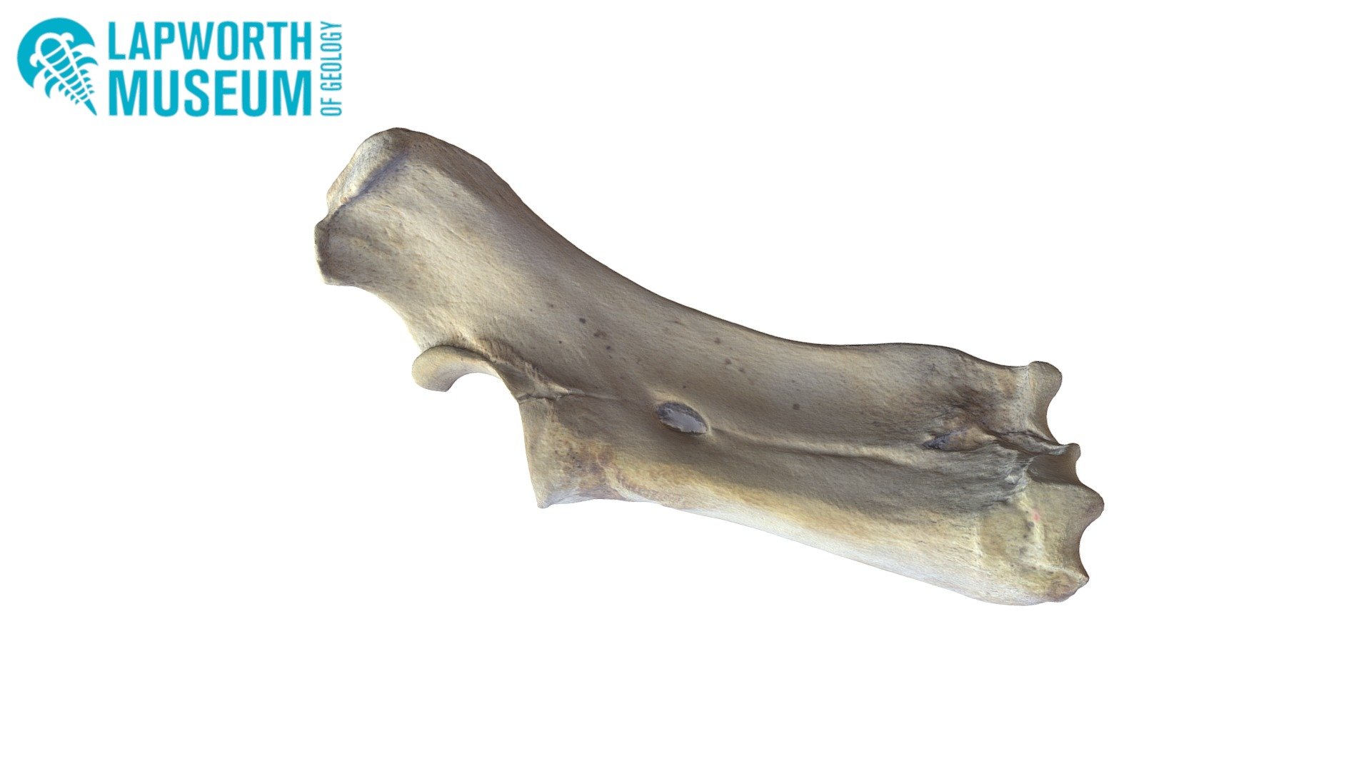Hippopotamus Right Radius and Ulna