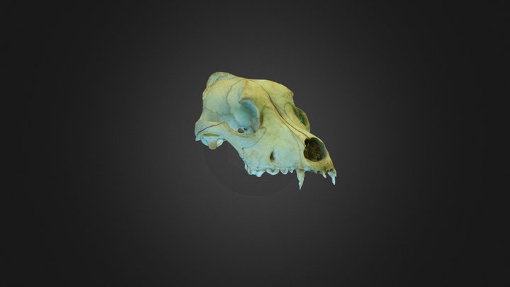 Dog skull 3D Model