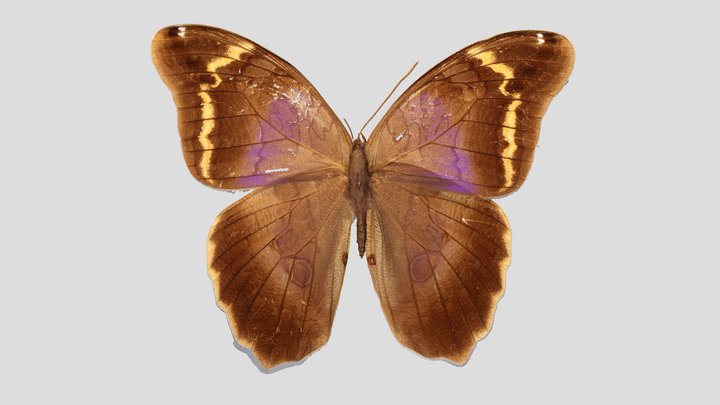 YPM ENT.416828 Butterfly, Eryphanis reevesii – Kostenloses 3D-Modell STL