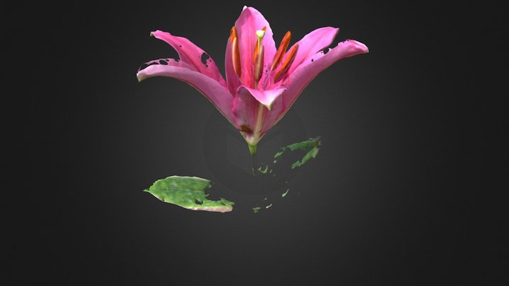 Red Lily 3D Model