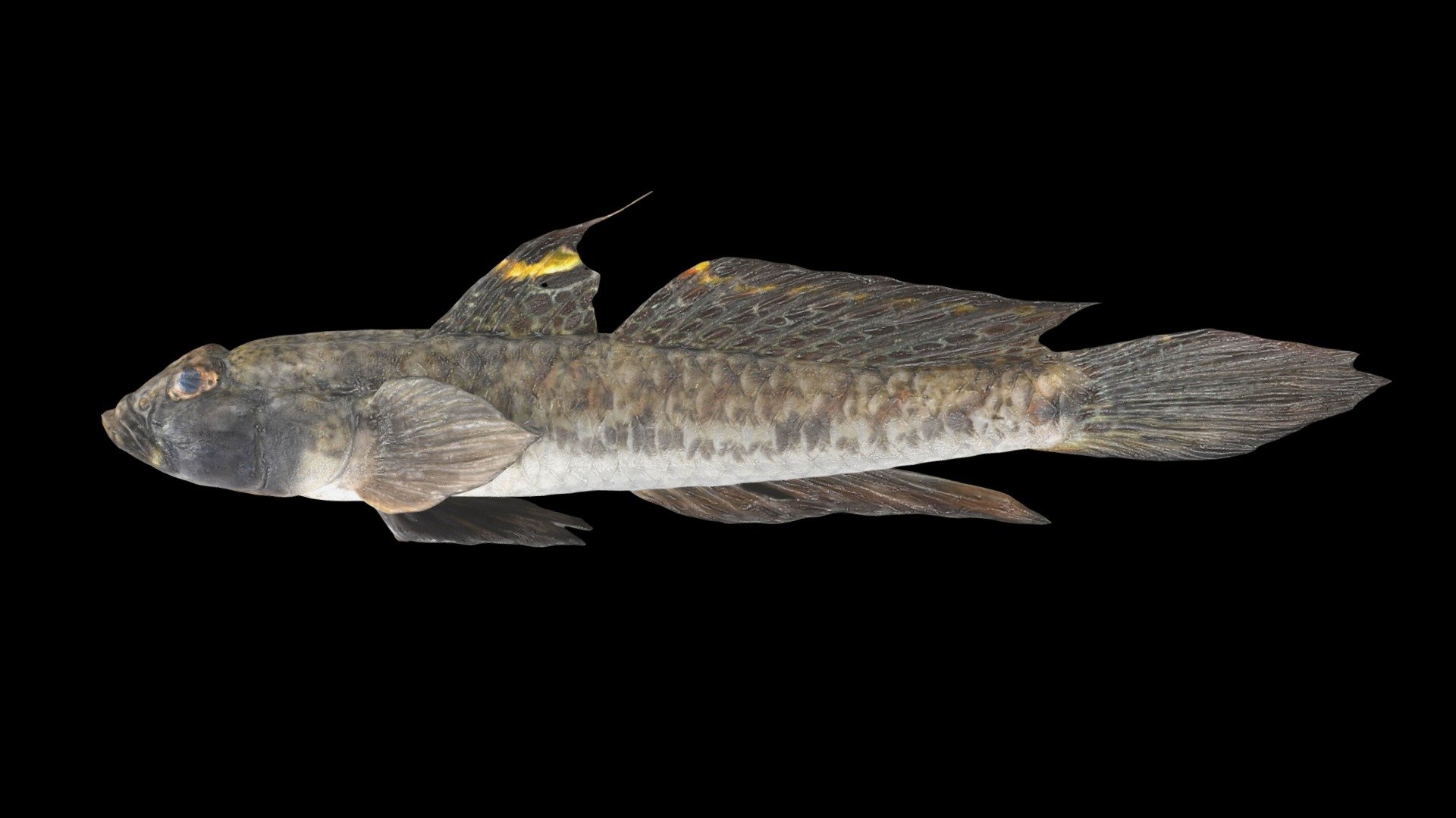 ヒメハゼ Sand Goby, Favonigobius gymnauchen - Download Free 3D model by ...