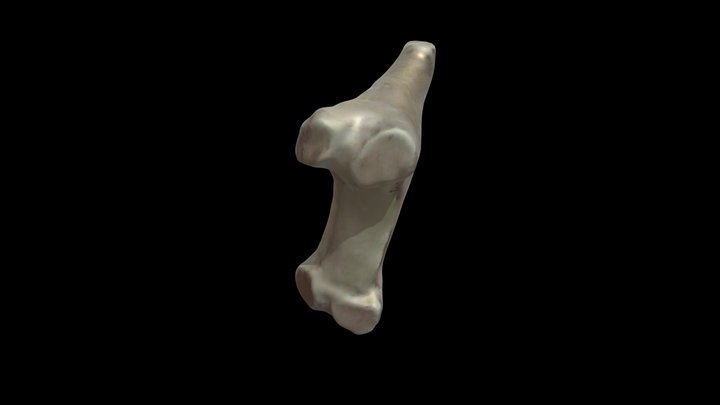 Coroplastia zoomorfa 3D Model