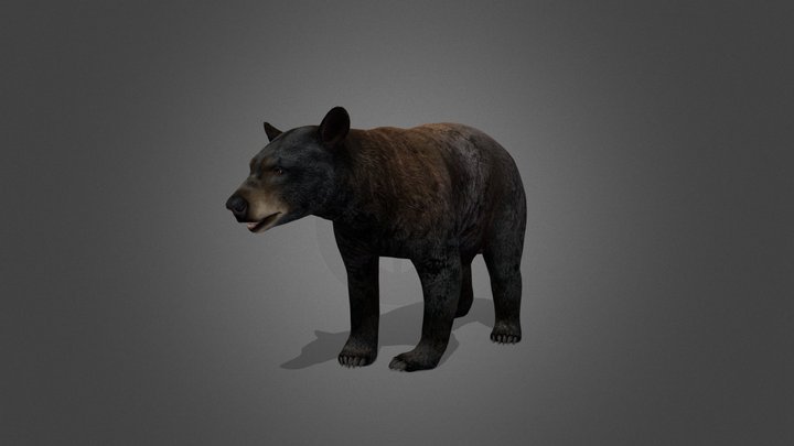 Black Bear from COTW game 3D Model