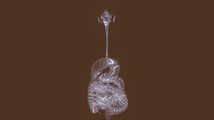 消化系统 3D Model