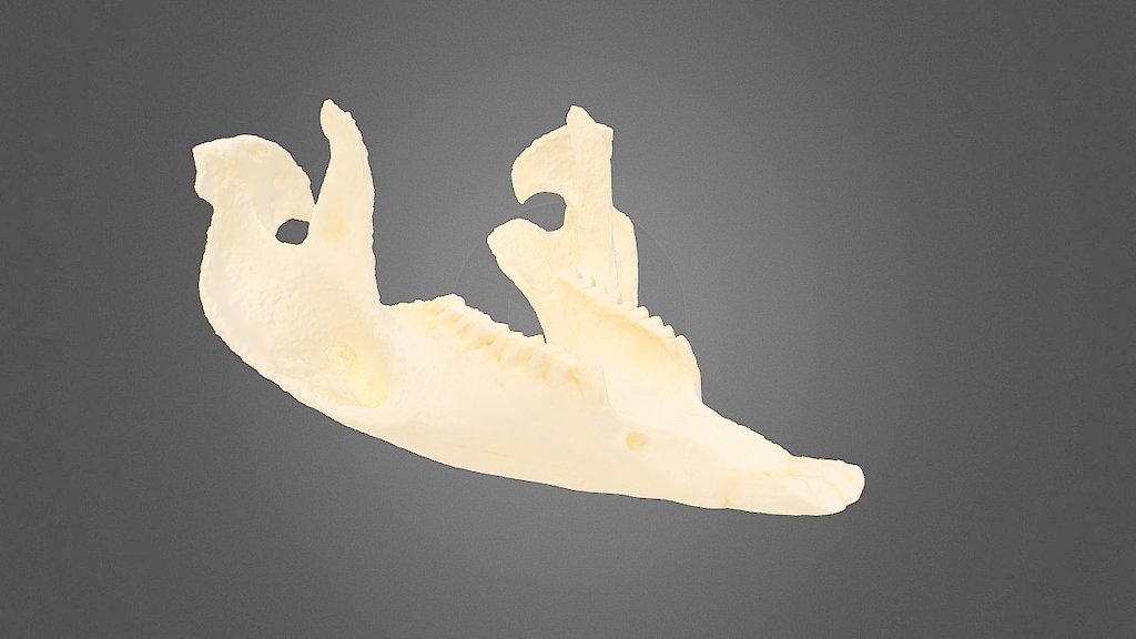 Wombat Jaw - 3D model by Adddy [2316b47] - Sketchfab