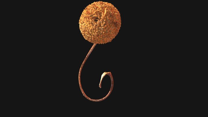 American Sycamore fruit, Platanus Occidentalis 3D Model