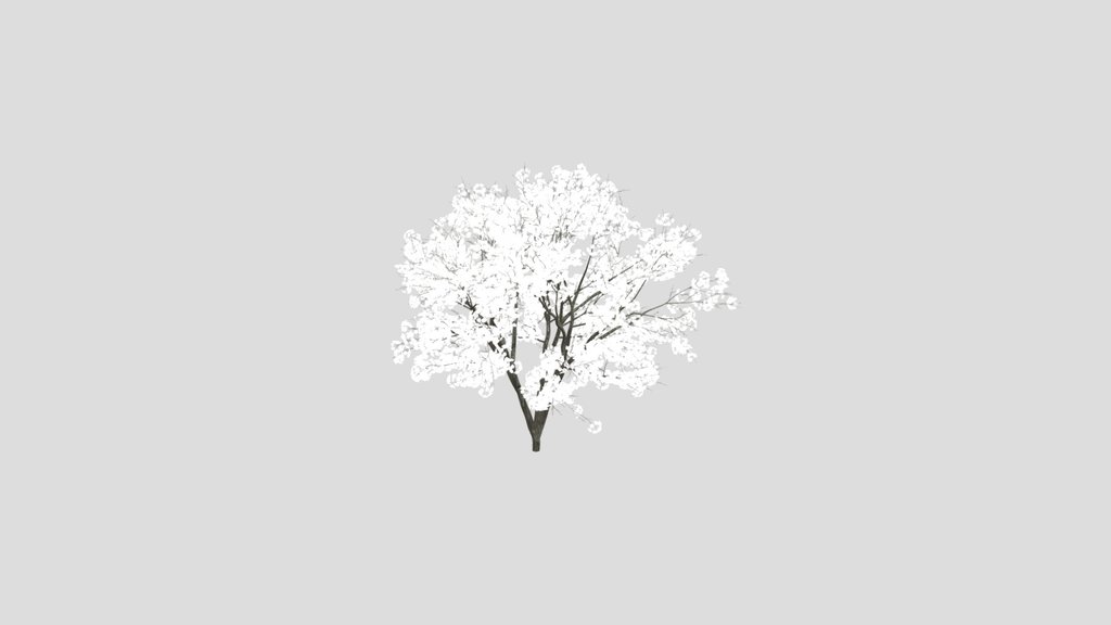 Sakura Japanese Cherry Blossom Tree