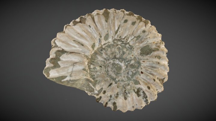 Ammonite Scaphites CRP 3D Model
