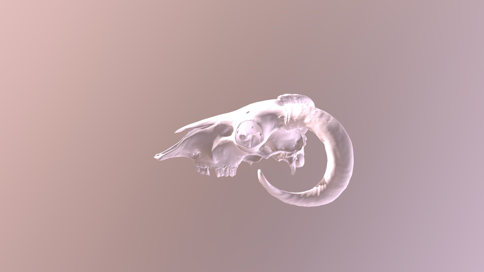 Goat Skull