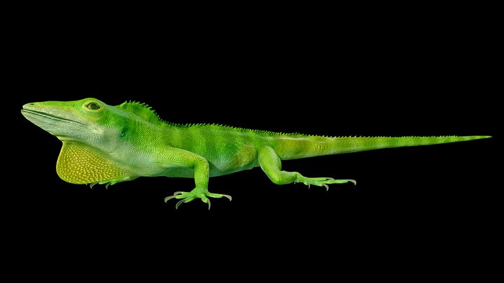 Model 83A - Anolis garmani – Free 3D Model STL