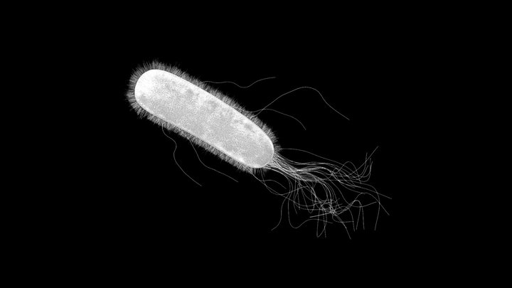E. coli (Escherichia coli) Bacteria 3D Model
