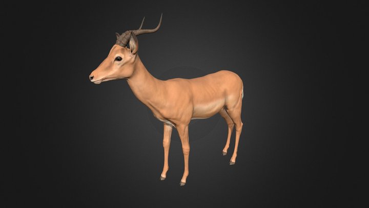 Antelope Imapa 3D Model