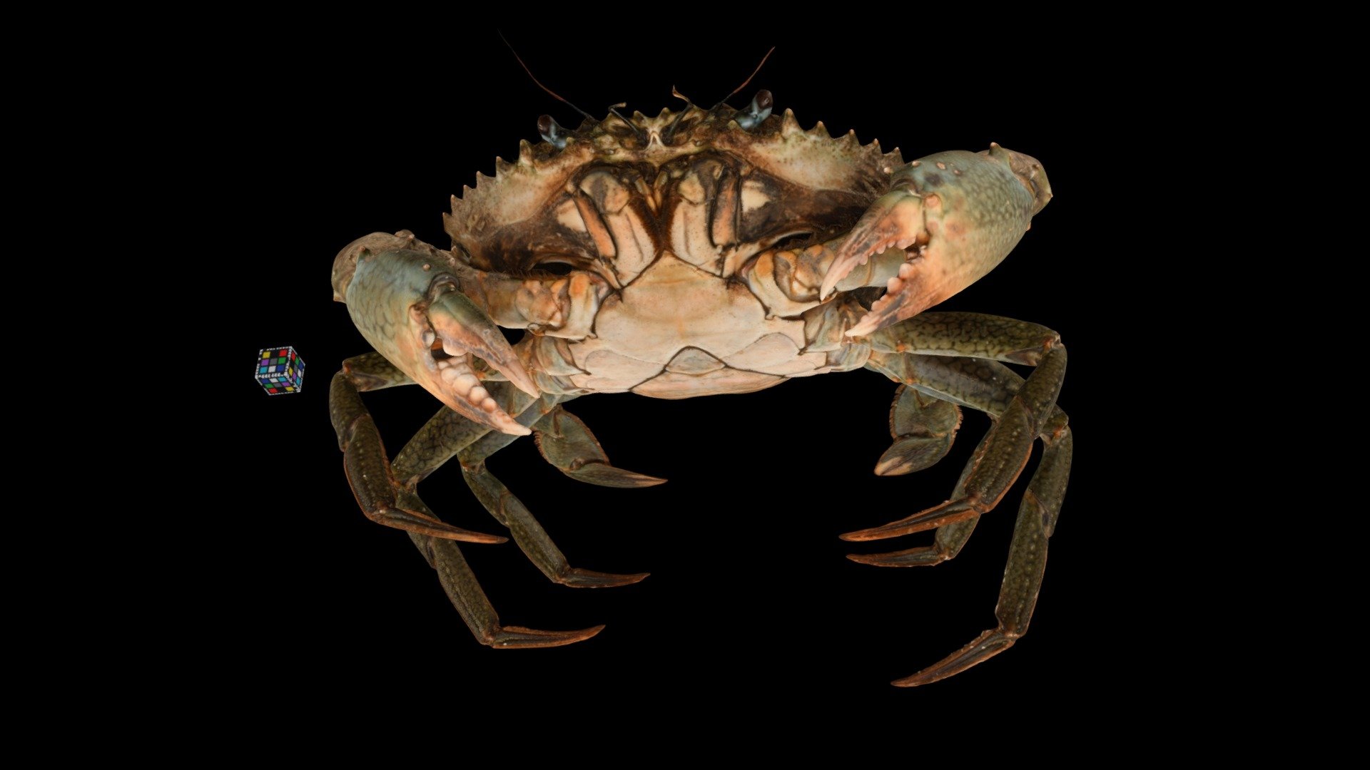 アミメノコギリガザミ 🦀 ♀ Mangrove Crab, Scylla serrata - Download Free 3D model by  ffish.asia / floraZia.com (@ffishAsia-and-floraZia) [232888c]