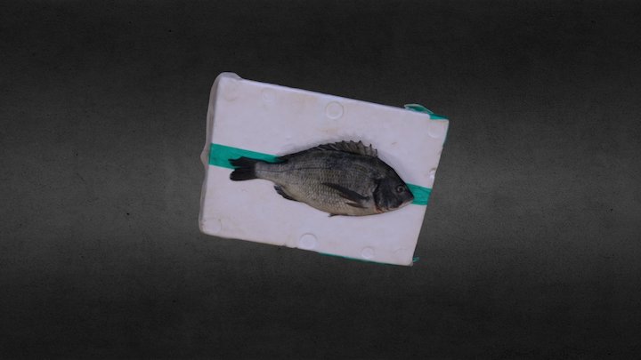 Sparus macrocephlus 3D Model