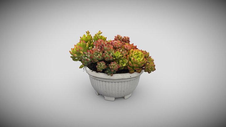 succulent plants5 3D Model