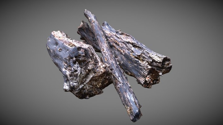 Rotten Trunk 3D Model