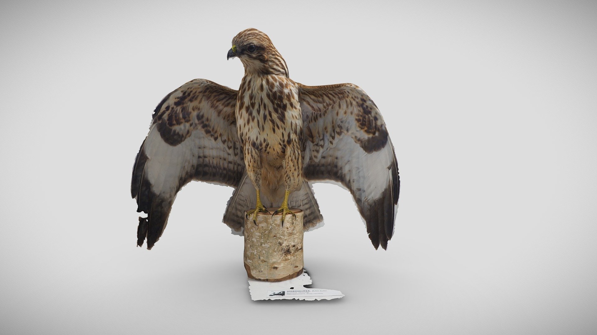 Hiirihaukka (Buteo buteo)
