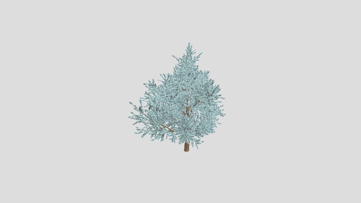 Blue Spruce 3D Model