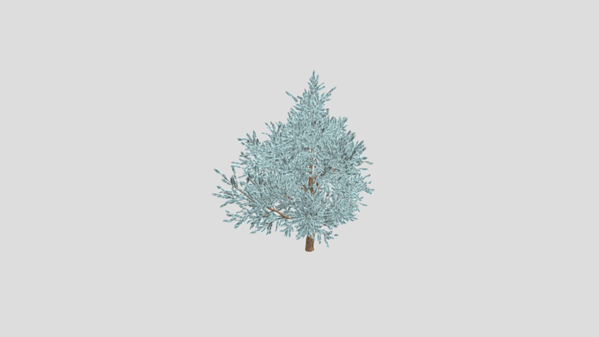 Blue Spruce