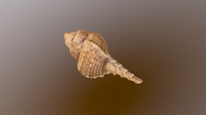A beautiful seashell – Free 3D Model STL