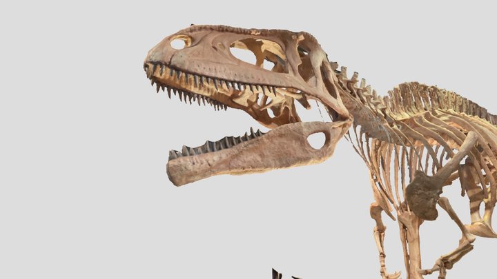 Tyrannotitain 3D Model