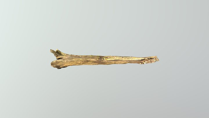 Fallen Tree 3D Model