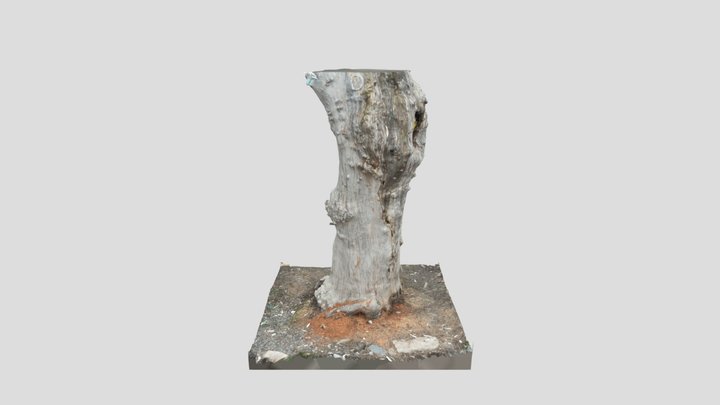 Tree_trunk 3D Model