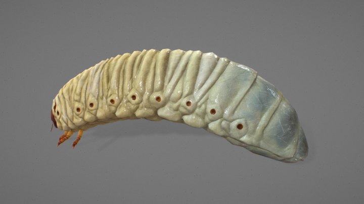 Hercules Beetle Grub/Larvae - free download 3D Model