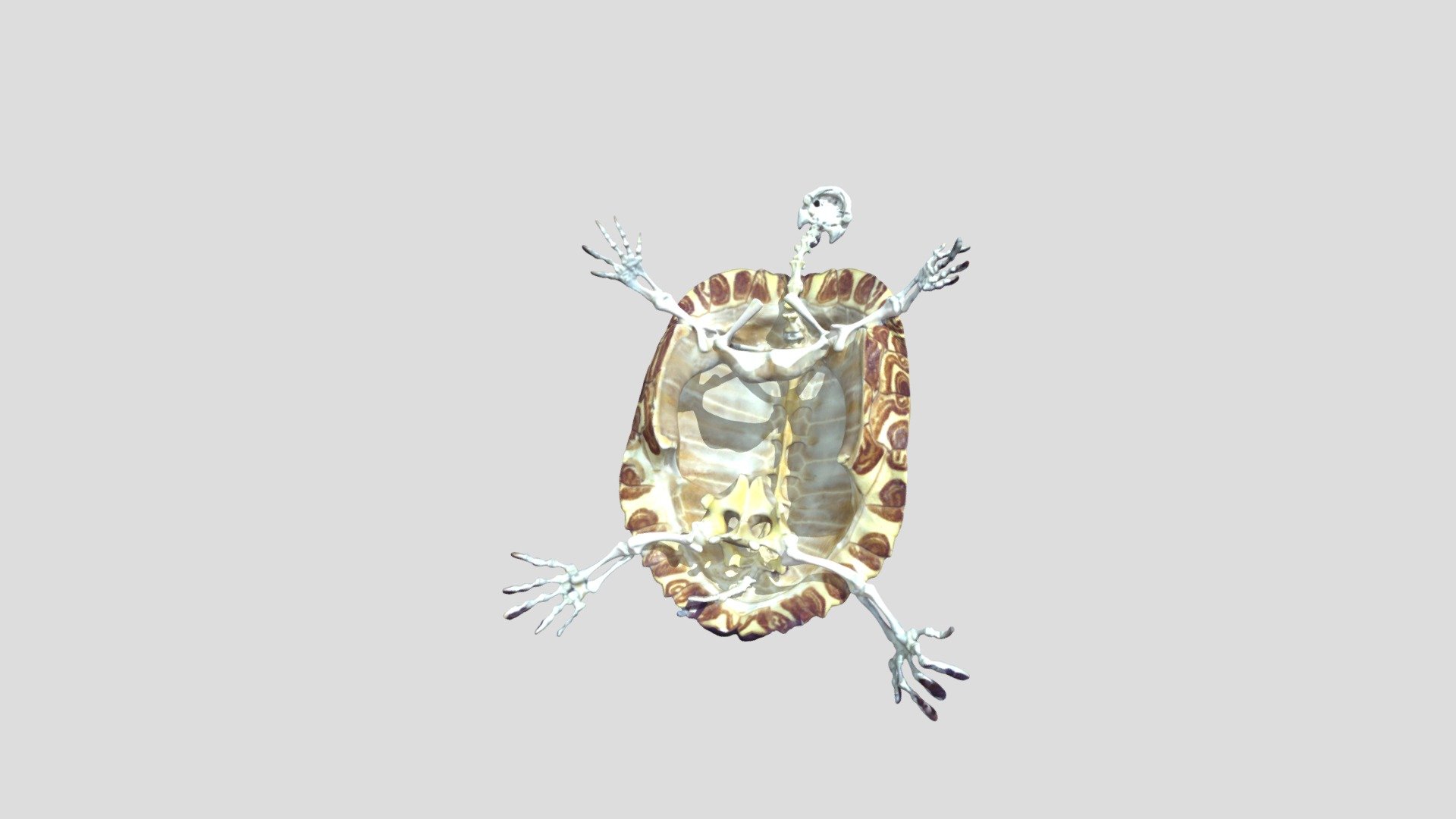 esqueleto-trachemys-scripta-elegans - 3D model by ketwleenvitoria2 ...