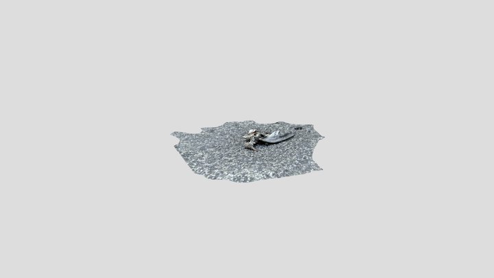 Dead seagull 3D Model