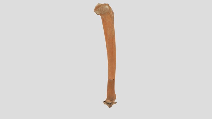 19_614_B-4_right_tibia 3D Model