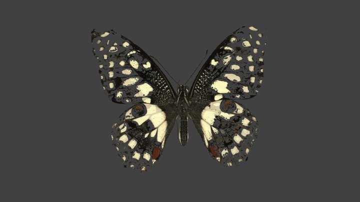 Papilio Demoleus – Modello 3D gratuito STL