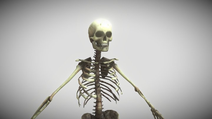 skeleton – Kostenloses 3D-Modell STL