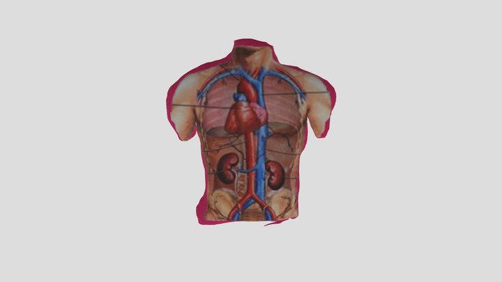 Organ Tubuh 3D Model