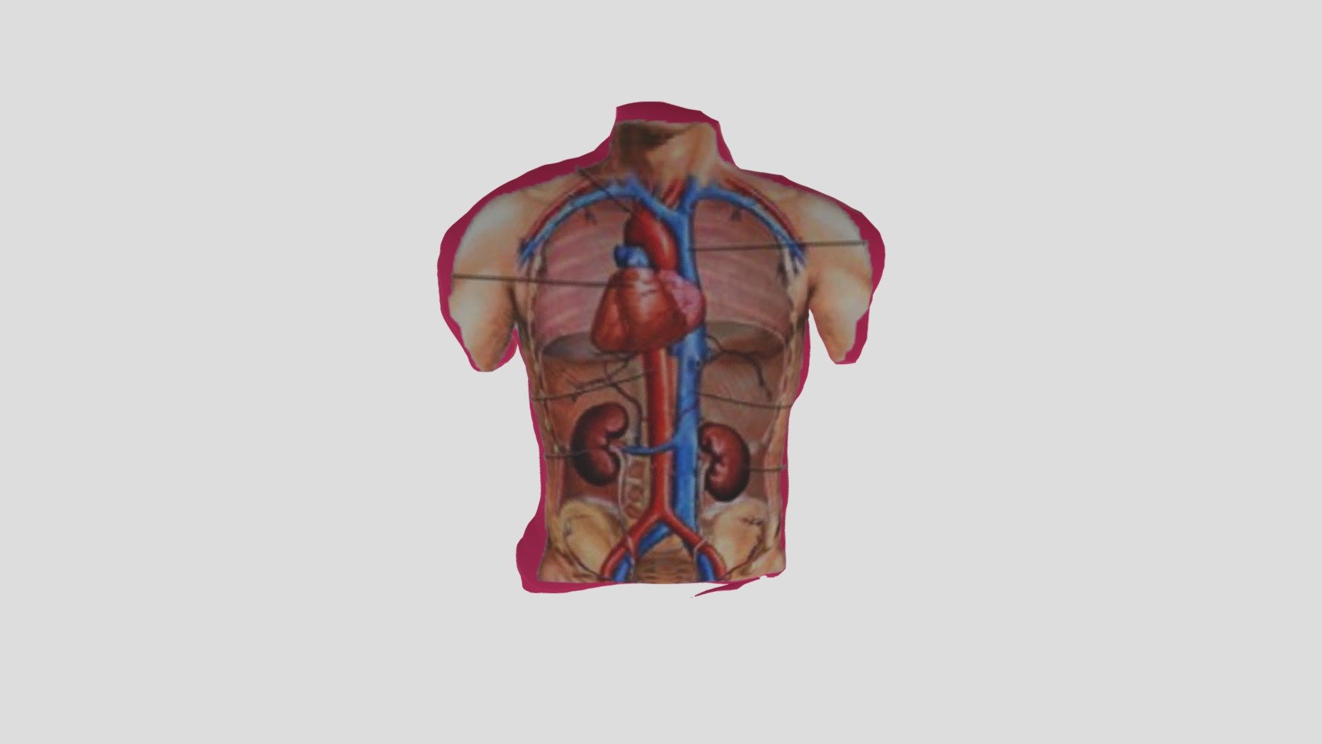 Organ Tubuh