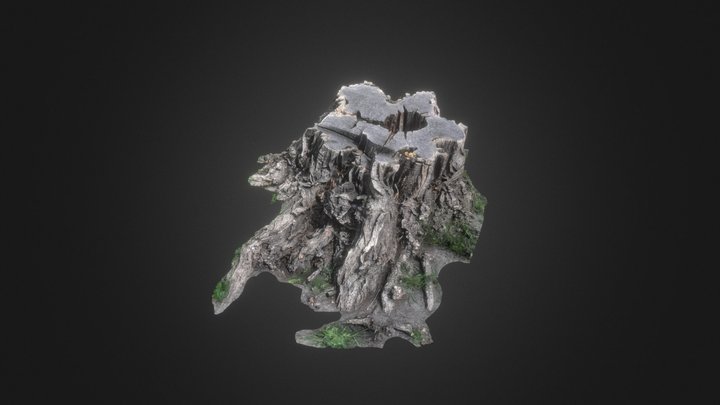 Medium Tree Root