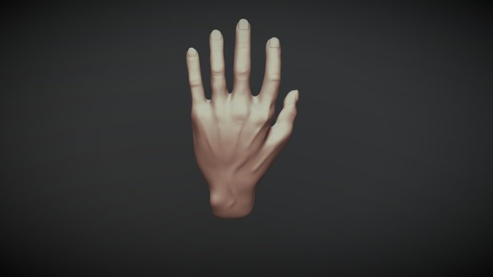 Realistic human hand model 3D Model