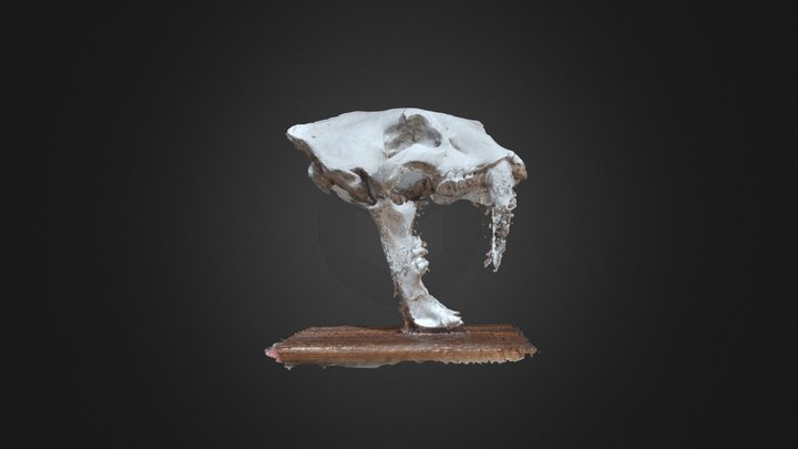 Saber Tooth Skull 1 3D Model