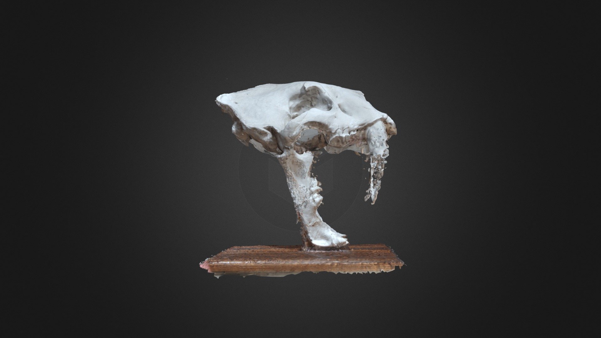 Saber Tooth Skull 1