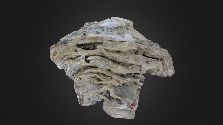 Porifera: Stromatopora (PRI 43408)