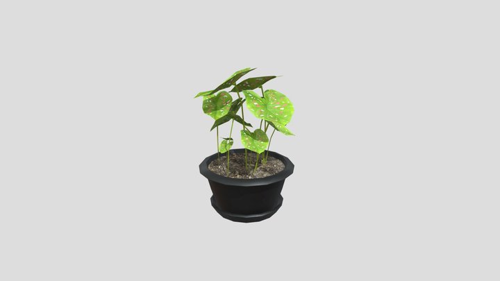 Caladium plant pot 3D Model