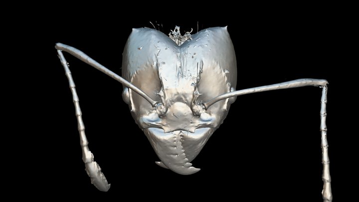 prehistoric ant head 02 antena (SS6B46E3E) by neverendingminiatures